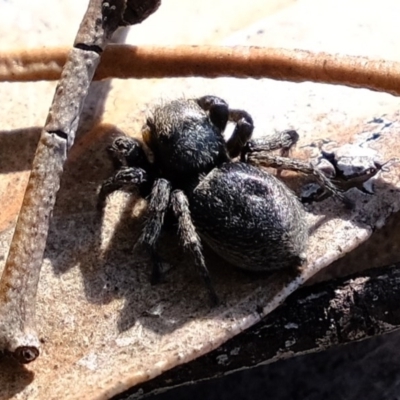 Unidentified Jumping or peacock spider (Salticidae) at Melba, ACT - 4 Oct 2020 by Kurt