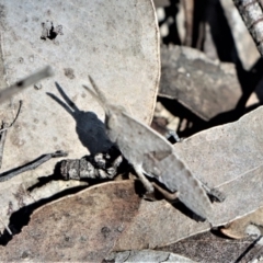 Goniaea sp. (genus) (A gumleaf grasshopper) at Gundaroo, NSW - 3 Oct 2020 by Gunyijan