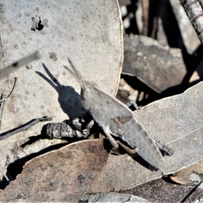 Goniaea sp. (genus) (A gumleaf grasshopper) at Gundaroo, NSW - 4 Oct 2020 by Gunyijan