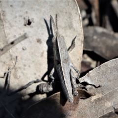 Goniaea sp. (genus) at Gundaroo, NSW - 4 Oct 2020