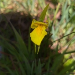 Diuris amabilis (Large Golden Moth) at Lake George, NSW - 3 Oct 2020 by RyuCallaway