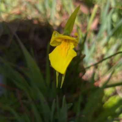 Diuris amabilis (Large Golden Moth) at Lake George, NSW - 3 Oct 2020 by ArcherCallaway