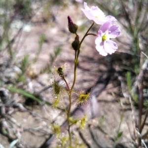 Drosera gunniana at Bungendore, NSW - 3 Oct 2020