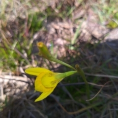 Diuris amabilis (Large Golden Moth) at Tarago, NSW - 3 Oct 2020 by RyuCallaway