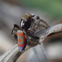 Maratus pavonis (Dunn's peacock spider) at Kuringa Woodlands - 4 Oct 2020 by Laserchemisty