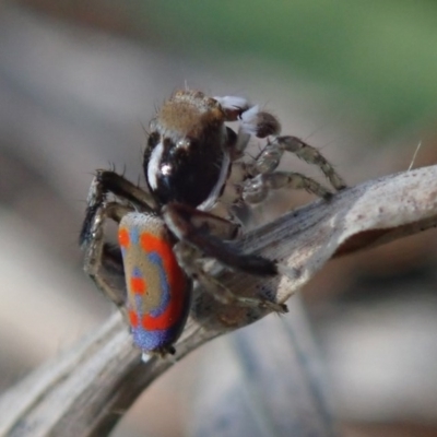 Maratus pavonis (Dunn's peacock spider) at Kuringa Woodlands - 4 Oct 2020 by Laserchemisty