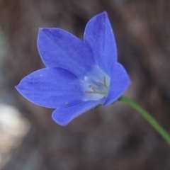 Wahlenbergia capillaris (Tufted Bluebell) at Fraser, ACT - 4 Oct 2020 by Laserchemisty
