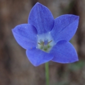 Wahlenbergia capillaris at Fraser, ACT - 4 Oct 2020