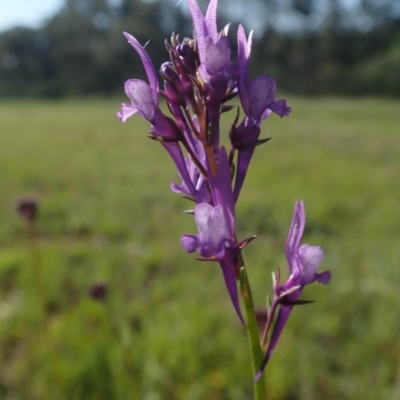 Linaria pelisseriana (Pelisser's Toadflax) at Kuringa Woodlands - 4 Oct 2020 by Laserchemisty