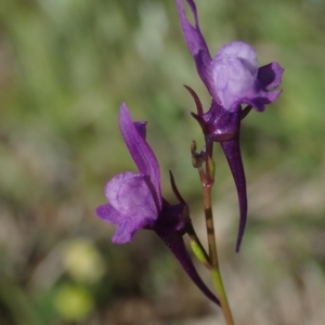 Linaria pelisseriana at Fraser, ACT - 4 Oct 2020