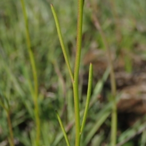 Linaria pelisseriana at Fraser, ACT - 4 Oct 2020