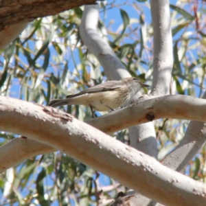 Pachycephala rufiventris at Throsby, ACT - 4 Oct 2020