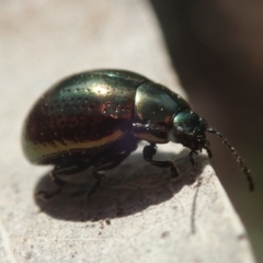 Chrysolina quadrigemina (Greater St Johns Wort beetle) at Kuringa Woodlands - 4 Oct 2020 by Laserchemisty