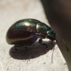 Chrysolina quadrigemina (Greater St Johns Wort beetle) at Fraser, ACT - 4 Oct 2020 by Laserchemisty