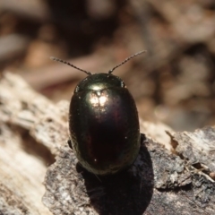 Chrysolina quadrigemina at Fraser, ACT - 4 Oct 2020