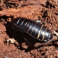 Panesthia australis (Common wood cockroach) at Paddys River, ACT - 3 Oct 2020 by HarveyPerkins