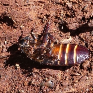 Panesthia australis at Paddys River, ACT - 3 Oct 2020