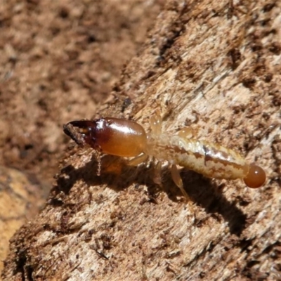 Stolotermes victoriensis (Termite) at Paddys River, ACT - 3 Oct 2020 by HarveyPerkins