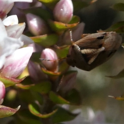 Pentatomoidea (superfamily) (Unidentified Shield or Stink bug) at Namadgi National Park - 3 Oct 2020 by HarveyPerkins