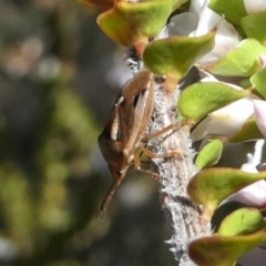 Pentatomoidea (superfamily) at Paddys River, ACT - 3 Oct 2020