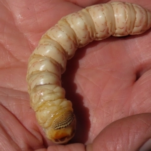 Endoxyla encalypti at Red Hill, ACT - 4 Oct 2020