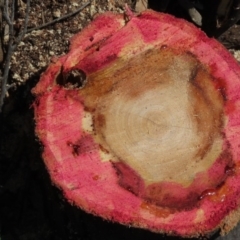 Endoxyla encalypti at Red Hill, ACT - 4 Oct 2020