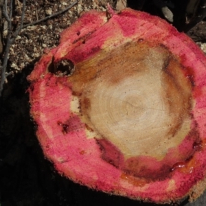 Endoxyla encalypti at Red Hill, ACT - 4 Oct 2020