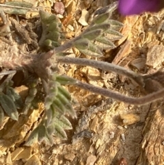 Swainsona sericea at Burra, NSW - 3 Oct 2020