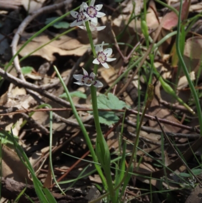 Wurmbea dioica subsp. dioica (Early Nancy) at Red Hill Nature Reserve - 4 Oct 2020 by AndrewZelnik