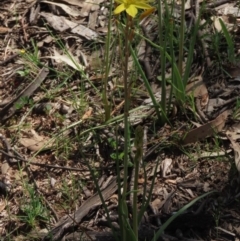 Bulbine bulbosa (Golden Lily) at Red Hill Nature Reserve - 4 Oct 2020 by AndrewZelnik