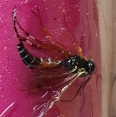 Ichneumonidae (family) (Unidentified ichneumon wasp) at Pearce, ACT - 3 Oct 2020 by Shell