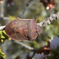 Dictyotus caenosus (Brown Shield Bug) at Paddys River, ACT - 3 Oct 2020 by HarveyPerkins