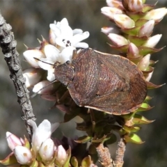 Dictyotus caenosus at Paddys River, ACT - 3 Oct 2020