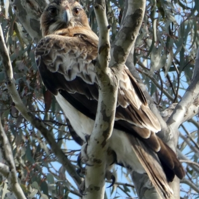 Hieraaetus morphnoides (Little Eagle) at Red Hill, ACT - 3 Oct 2020 by AdventureGirl