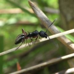 Dolichoderus scabridus (Dolly ant) at Namadgi National Park - 3 Oct 2020 by HarveyPerkins