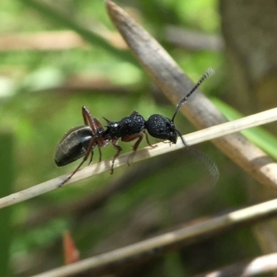 Dolichoderus scabridus (Dolly ant) at Paddys River, ACT - 3 Oct 2020 by HarveyPerkins