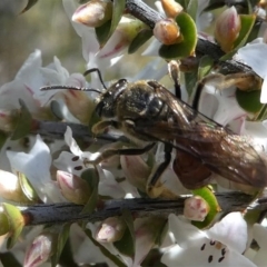 Lasioglossum (Parasphecodes) sp. (genus & subgenus) (Halictid bee) at Paddys River, ACT - 3 Oct 2020 by HarveyPerkins