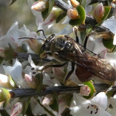 Lasioglossum (Parasphecodes) sp. (genus & subgenus) (Halictid bee) at Paddys River, ACT - 3 Oct 2020 by HarveyPerkins