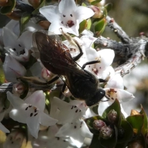 Lasioglossum (Parasphecodes) sp. (genus & subgenus) at Paddys River, ACT - 3 Oct 2020