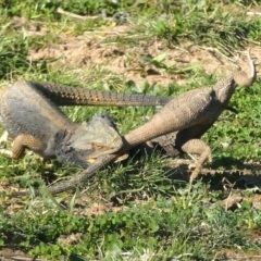 Pogona barbata (Eastern Bearded Dragon) at Red Hill Nature Reserve - 11 Sep 2020 by AdventureGirl