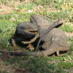 Pogona barbata at Red Hill, ACT - suppressed