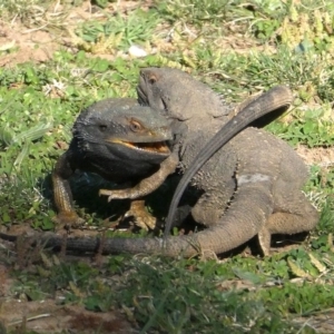 Pogona barbata at Red Hill, ACT - 11 Sep 2020