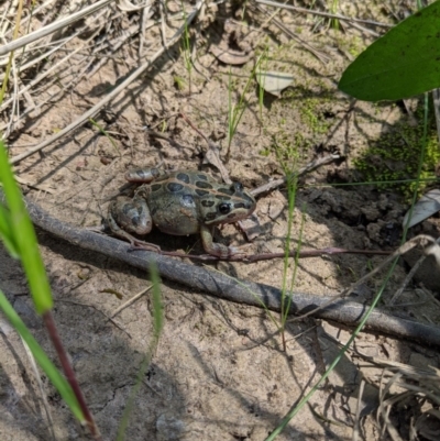 Limnodynastes tasmaniensis (Spotted Grass Frog) at Albury - 4 Oct 2020 by ChrisAllen
