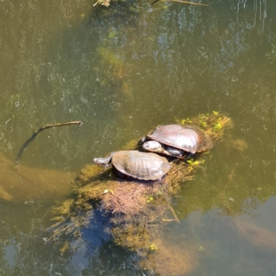 Chelodina longicollis (Eastern Long-necked Turtle) at Paddys River, ACT - 3 Oct 2020 by AaronClausen