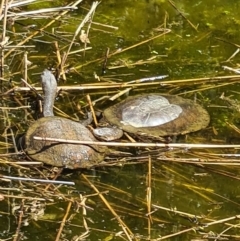 Chelodina longicollis at Paddys River, ACT - 3 Oct 2020