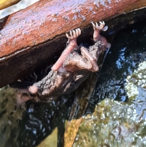 Microchiroptera sp. (suborder) at Paddys River, ACT - 3 Oct 2020