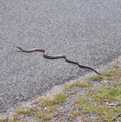 Pseudonaja textilis (Eastern Brown Snake) at Watson, ACT - 21 May 2016 by AaronClausen