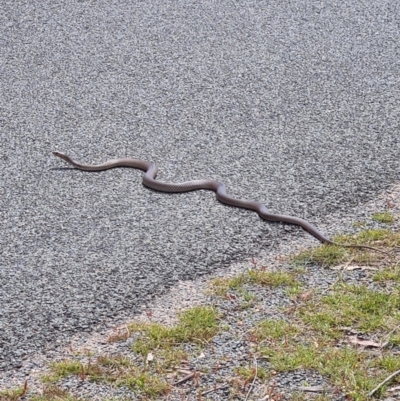 Pseudonaja textilis (Eastern Brown Snake) at Watson, ACT - 21 May 2016 by AaronClausen