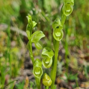 Hymenochilus muticus at Tennent, ACT - 3 Oct 2020