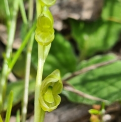 Hymenochilus muticus at Tennent, ACT - 3 Oct 2020